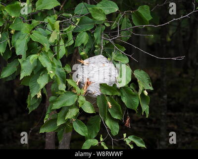 Large nest of wasps hanging from a tree branch Stock Photo