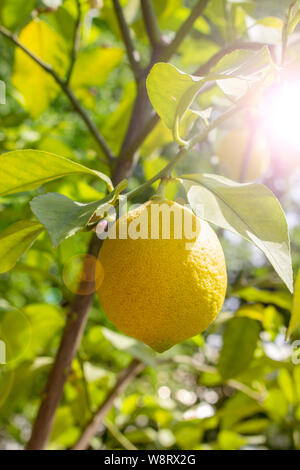 Ripe lemon fruit hanging on a branch, sun flare. Yellow fruit lemon citrus lime natural fresh with leaves. Lemon Tree Fruits Stock Photo