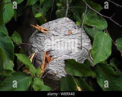 Close-up of a large nest of wasps hanging from a tree branch Stock Photo