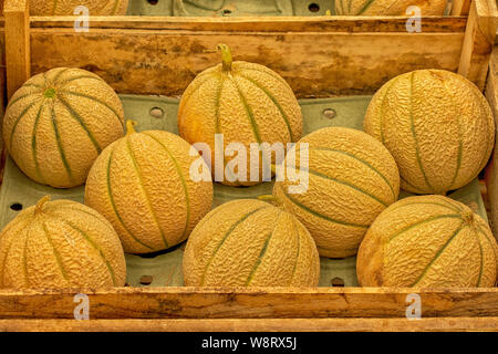 Charentais melons harvest festival in a wooden crate, ripe juicy little melon on the market. Harvesting vegetable, yellow green melon with stripes Stock Photo