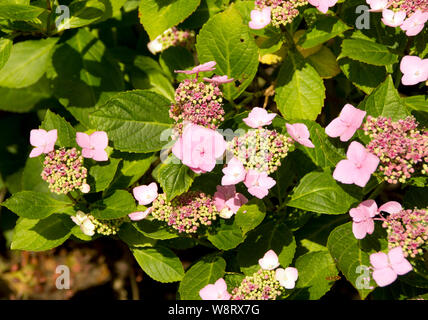 Hydrangea macrophylla 'Blue Wave' Stock Photo
