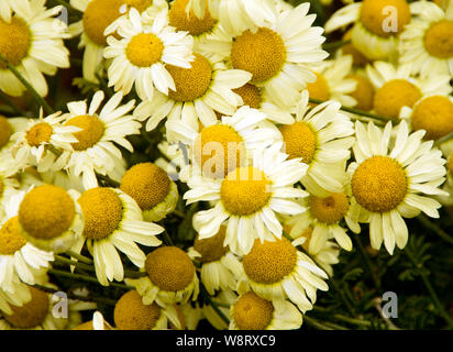 Anthemis tinctoria 'E.C. Buxton' Stock Photo