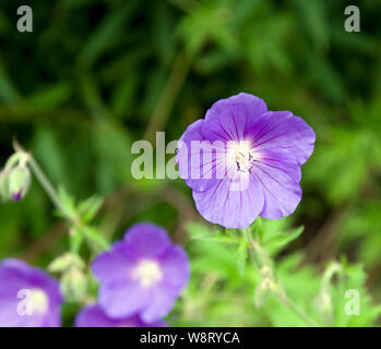 Geranium 'Eureka Blue' Stock Photo