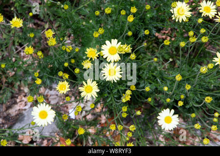 Anthemis tinctoria 'E.C. Buxton' Stock Photo