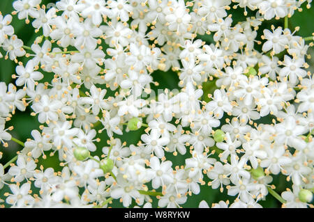 Close up photo of white blossom of elderflower (Sambucus nigra) shrub Stock Photo
