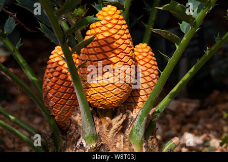 Encephalartos Ferox Holly-Leaved cycad Stock Photo