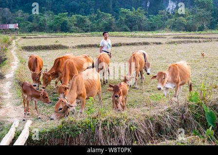 Vang Vieng, Laos - Feb 2016: Laotian man with the heard of cows on dry rice paddy Stock Photo