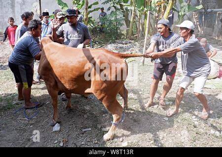 Some men are trying to catch a cow that run away from an animal husbandry. Stock Photo