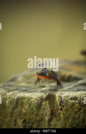 Alpine newt, Ichthyosaura alpestris, breeding in a mountain pool in the osogovo mountains.