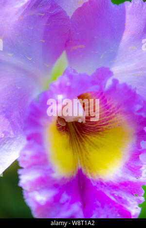 Cattleya Orchids, Cattleya labiata close-up of a purple yellow blossom Stock Photo