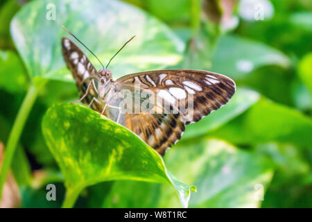 A buttefrly rests on a leaf in an indoor garden. Stock Photo