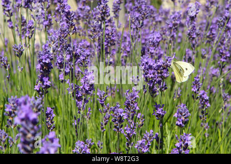 A picture from the beautiful fields of Provance during the summer and full of lavender in bloom. Stock Photo