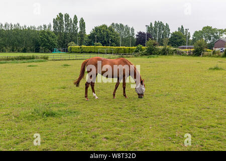 Horse in field - Cobham Stock Photo