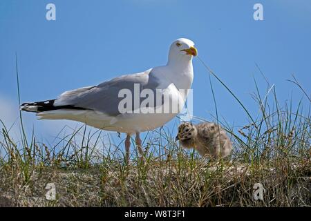 European herring gull (Larus argentatus) stands with chicks on dune, Helgoland, Schleswig-Holstein, Germany Stock Photo