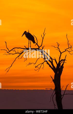 Silhouette of a Marabou stork (Leptoptilos crumeniferus) on a dead tree at sunset, Masai Mara National Reserve, Kenya Stock Photo