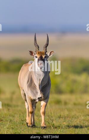 Common eland (Taurotragus oryx) in savanna, Masai Mara National Reserve, Kenya Stock Photo