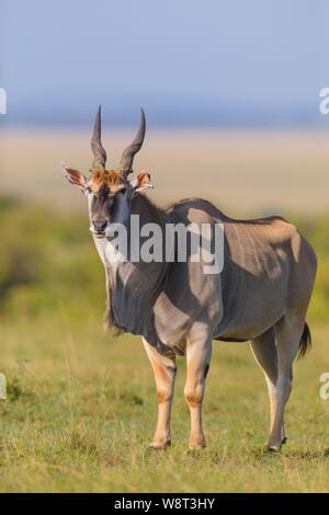 Common eland (Taurotragus oryx) in savanna, Masai Mara National Reserve, Kenya Stock Photo