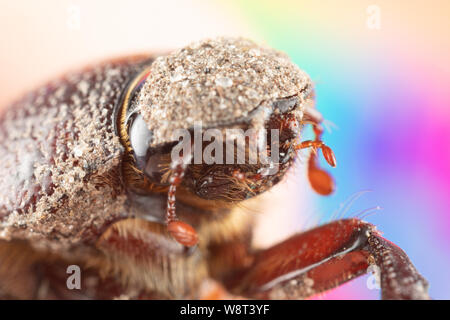 Macro photo of a cute june beetle with mud on its head and body, large adorable eyes, innocent little bug Stock Photo