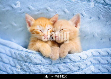 Baby cat sleeping. Ginger kitten on couch under knitted blanket. Two cats cuddling and hugging. Domestic animal. Sleep and cozy nap time. Home pet. Yo Stock Photo