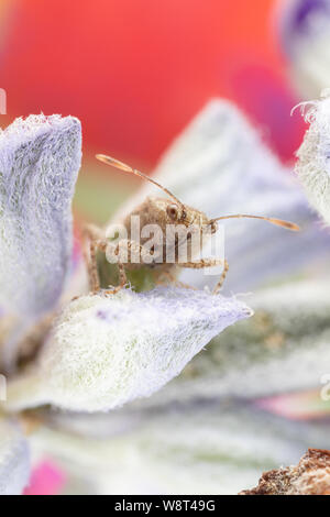 Macro photo of a cute little miridae  plant bug hiding on a plant Stock Photo