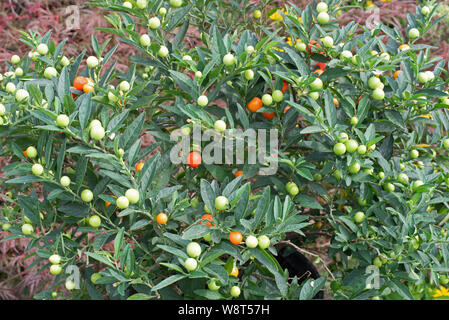 Solanum pseudo-capsicum, the winter cherry, has mildly-poisonous fruits and berries Stock Photo