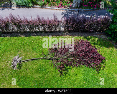 Uprooted Sargent's cherry tree after storm, June 2019, Alsace, France, Europe,