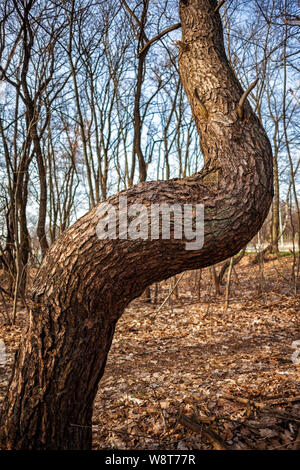 Crooked pine tree in the forest, twisted in near 90 degrees L shape Stock Photo