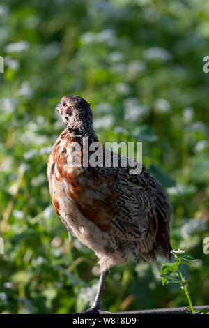 Young Pheasants in South Dakota Stock Photo