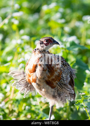 Young Pheasants in South Dakota Stock Photo