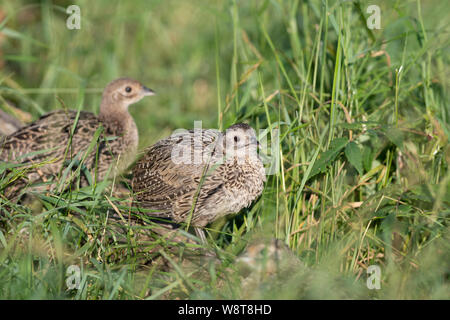 Young Pheasants in South Dakota Stock Photo