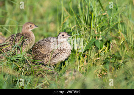 Young Pheasants in South Dakota Stock Photo