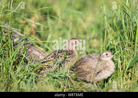 Young Pheasants in South Dakota Stock Photo