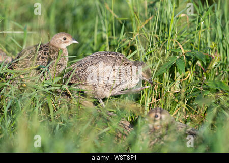 Young Pheasants in South Dakota Stock Photo