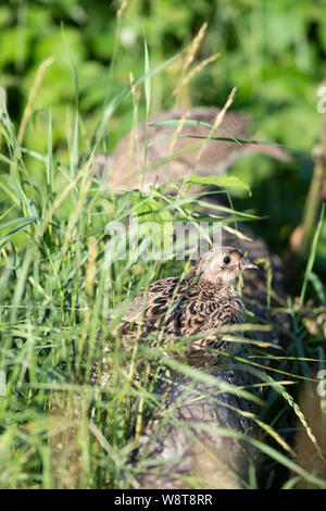 Young Pheasants in South Dakota Stock Photo