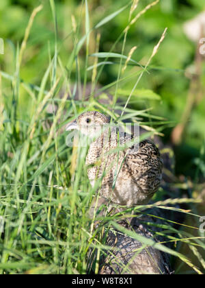 Young Pheasants in South Dakota Stock Photo