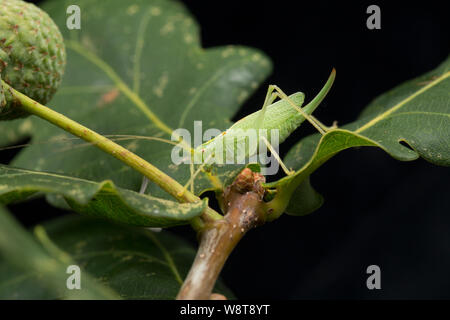 A female Oak Bush-cricket, Meconema thalassinum, on an oak leaf photographed against a black background. North Dorset England UK GB Stock Photo