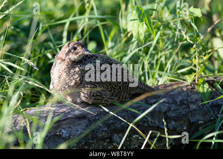 Young Pheasants in South Dakota Stock Photo