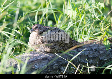 Young Pheasants in South Dakota Stock Photo