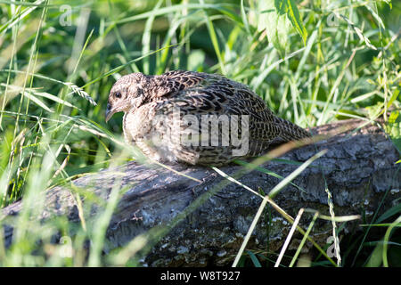 Young Pheasants in South Dakota Stock Photo