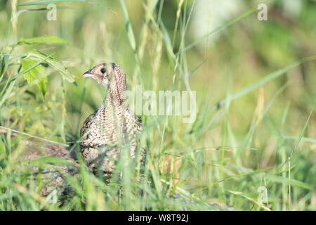 Young Pheasants in South Dakota Stock Photo