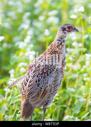 Young Pheasants in South Dakota Stock Photo