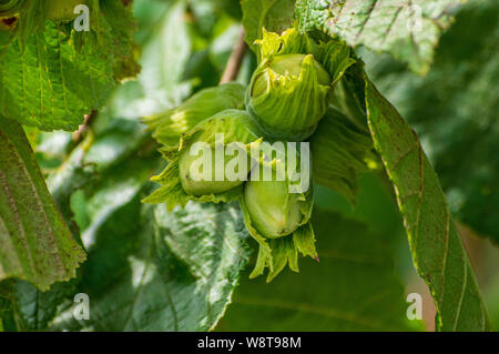 close up on bunch of unripe hazelnuts on a bush Stock Photo