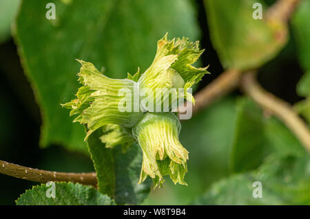 close up on bunch of unripe hazelnuts on a bush Stock Photo