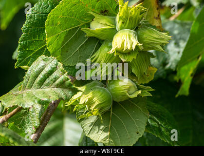 close up on bunch of unripe hazelnuts on a bush Stock Photo
