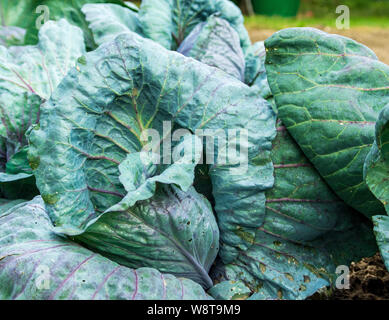 red cabbage growing on a patch in a self sufficient organic garden Stock Photo