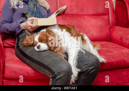 Charming dog – Cavalier King Charles Spaniel – sleeping on woman’s lap while she's reading Stock Photo