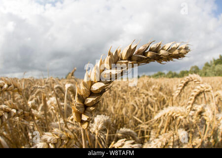 Ripe wheat in August growing close to the town of Gillingham in North Dorset England UK GB Stock Photo