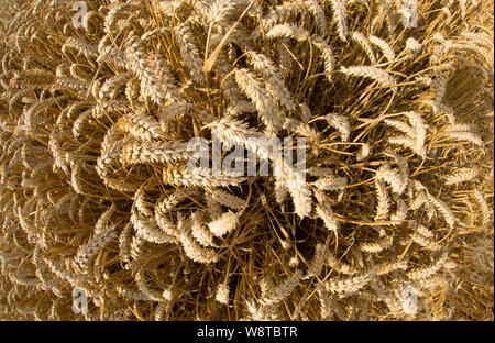 Ripe wheat in August growing close to the town of Gillingham in North Dorset England UK GB Stock Photo