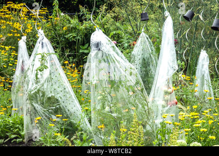 Tomatoes plants growing at support stick under plastic protection in Mixed flower garden Tomato protection Permaculture Plants Summer Solanum supports Stock Photo
