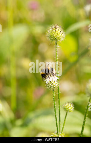 A Garden Bumblebee, Bombus hortorum, feeding on a small teasel, Dipsacus pilosus, on the banks of the Dorset Stour river near the town of Gillingham. Stock Photo